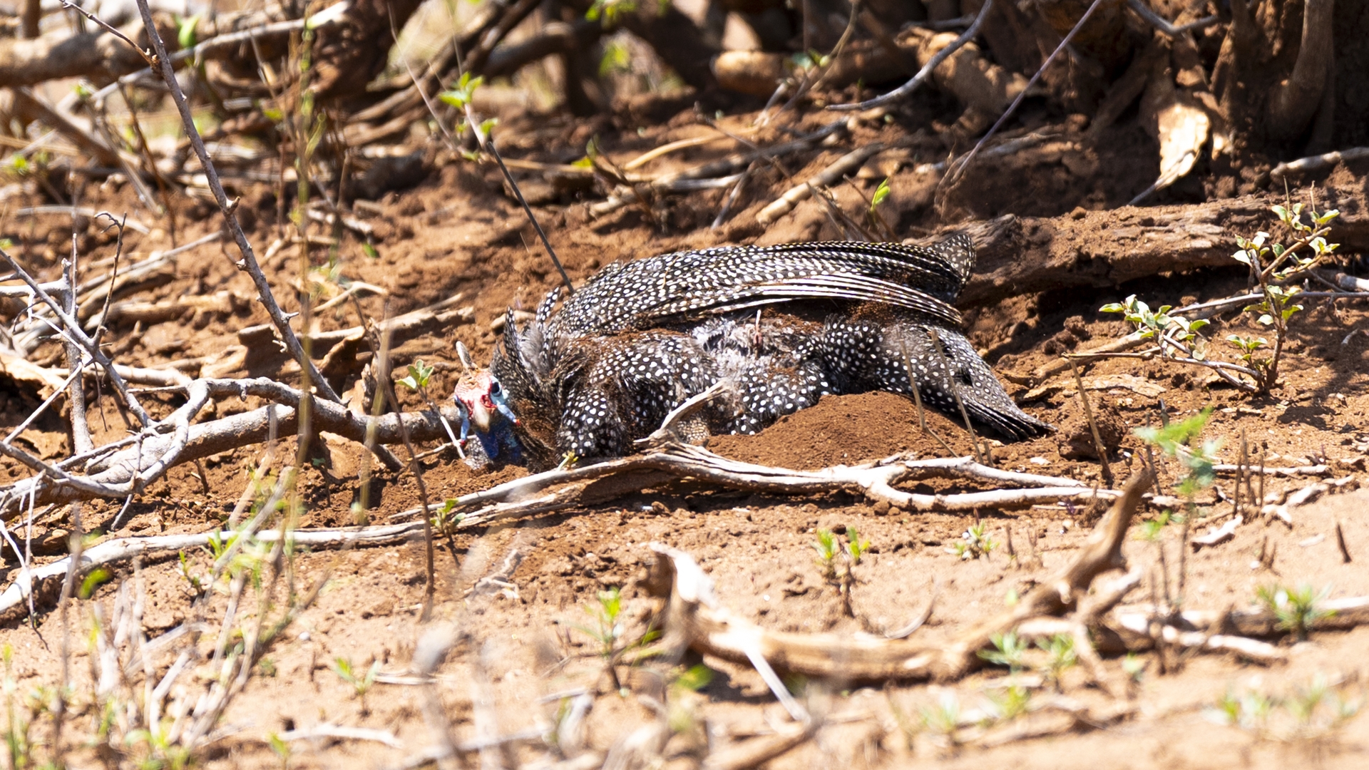 Kruger25 2025 11 01 11 10 27 ILCE 9M3 1931